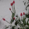 Ranch tulips in snow April 19, 2008 018
